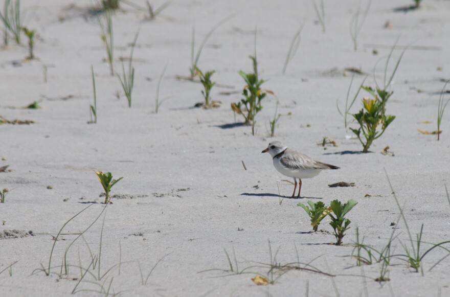 Piping Plover — Lido Beach, N.Y.