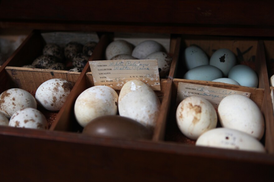 Egg collecting was once a popular pastime, for those with the ability and means to do it. This collection, recently donated to the Western Foundation, has eggs dating to the early 20th century. Historical collections have particular value for studying pollution, climate and environmental degradation.