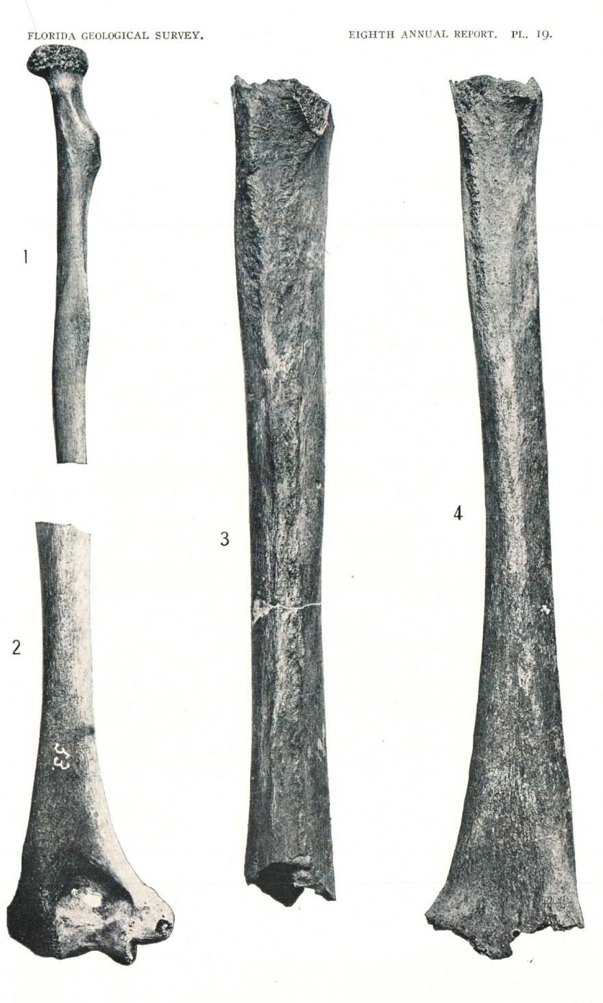 From Sellards' 1916 report, fossil remains from Plate 19 show evidence of human bones: Fig. 1 left radius, Fig. 2 left humerus, Fig. 3 Left femur, Fig. 4 Right femur.