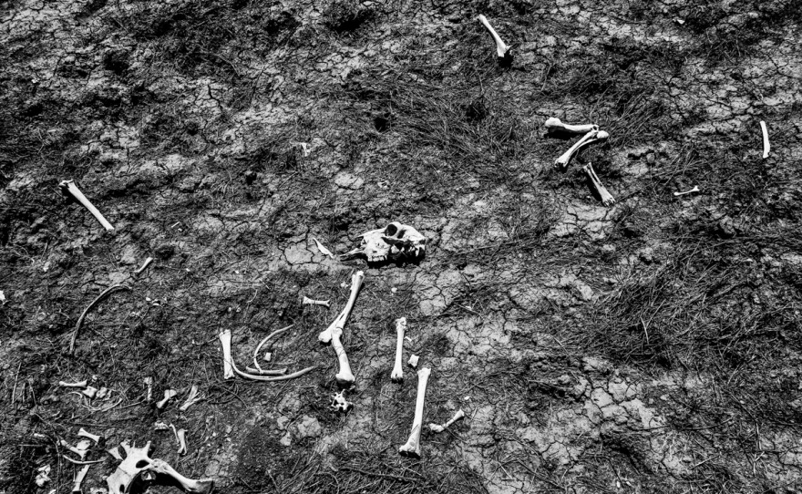 Sheep bones, Alpaugh, Calif.