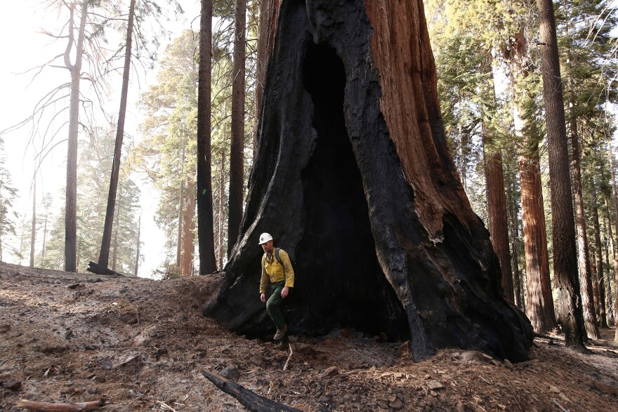 Assistant Fire Manager Leif Mathiesen, of the Sequoia & Kings Canyon Nation Park Fire Service, walks near a burned-out sequoia tree from the Redwood Mountain Grove which was devastated by the KNP Complex fires in the Kings Canyon National Park, Calif., Nov. 19, 2021.