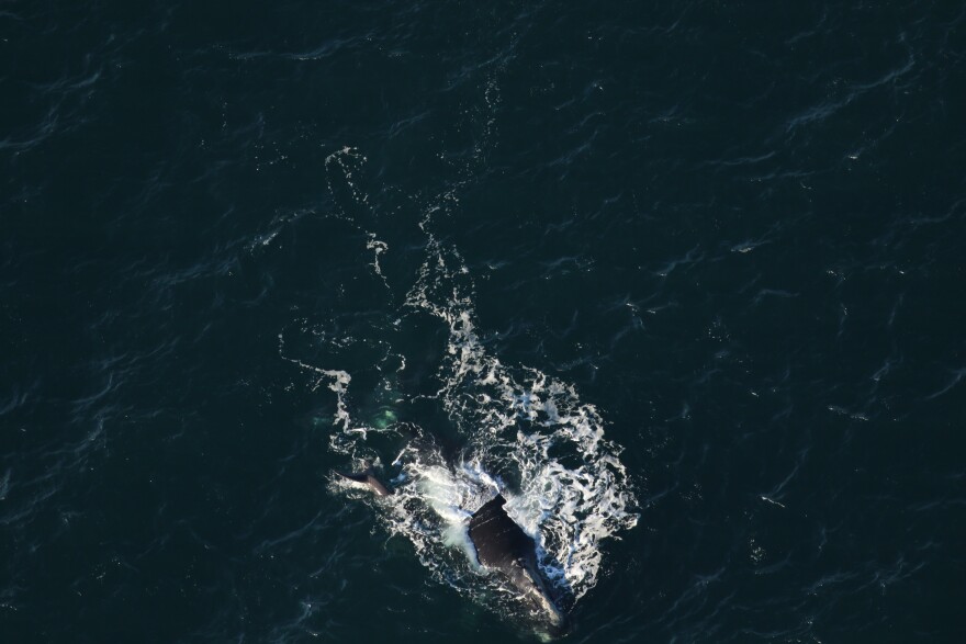 The North Atlantic right whale known as Champagne was spotted on Friday, November 28 swimming with her newborn calf off the coast of Litchfield by the Sea, South Carolina.