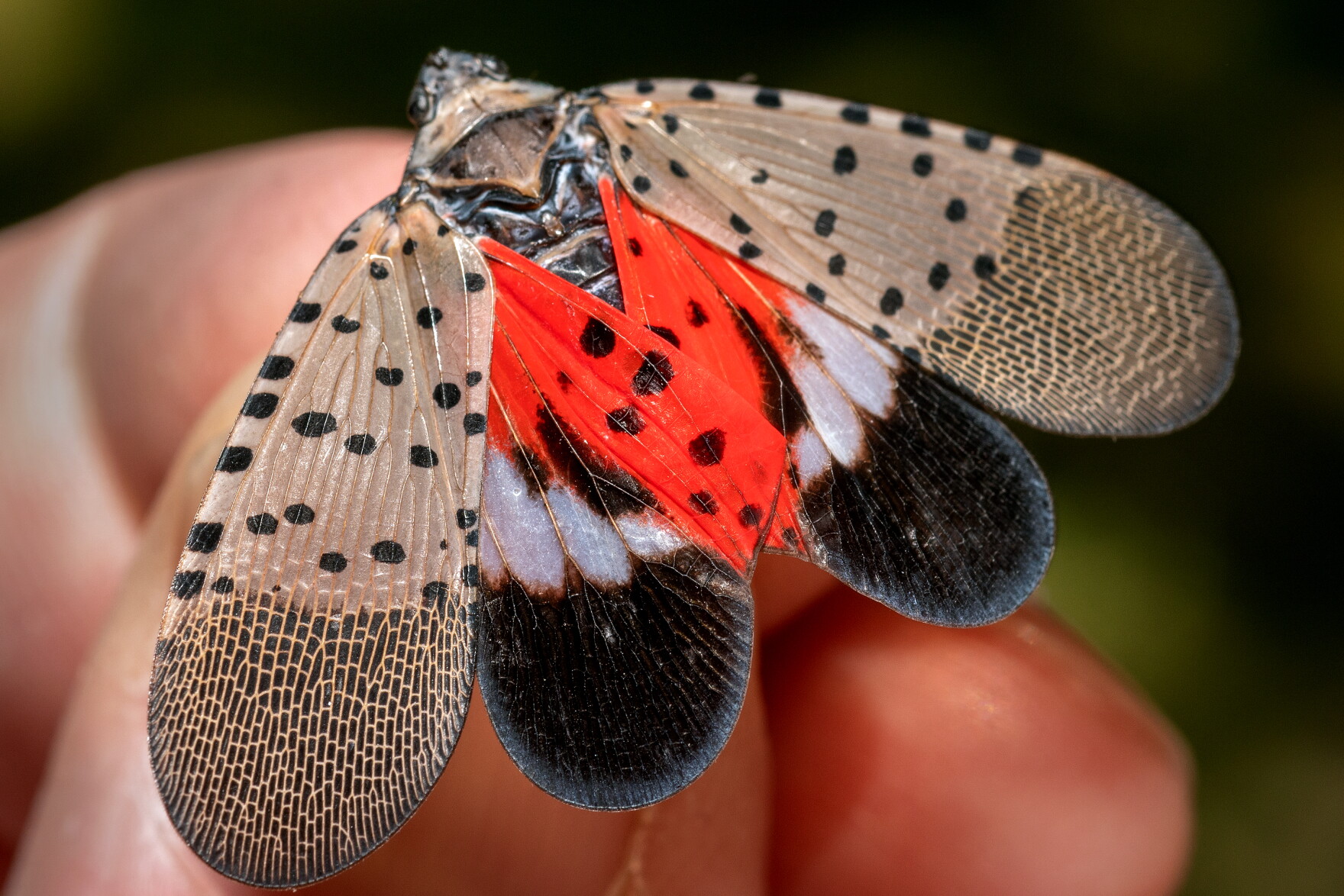 Flying Grape Insects Grape growers, beware: The invasive spotted lanternfly has now spread ...