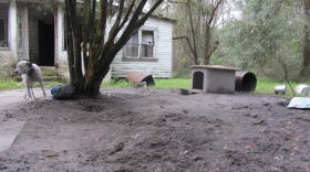 Snowman walks around while attached to a tree in front of an abandoned house. He is tethered to the tree 24/7, and his owner said he comes by to feed him once a day.