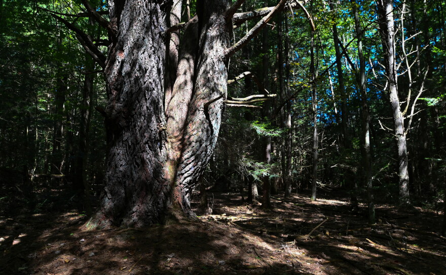 A centuries old Eastern White Pine grows near the Spirit of Tuscarora Trail in Tuscarora State Park.