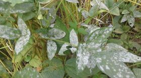  A sudden change from very wet conditions to warmer, dry temperatures are perfect conditions for powdery mildew to grow.