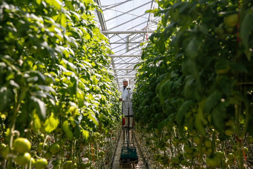 Fluid-fed organic tomatoes grow in a greenhouse owned by Wholesum Harvest in the Mexican state of Sonora, about 30 miles from the U.S. border.
