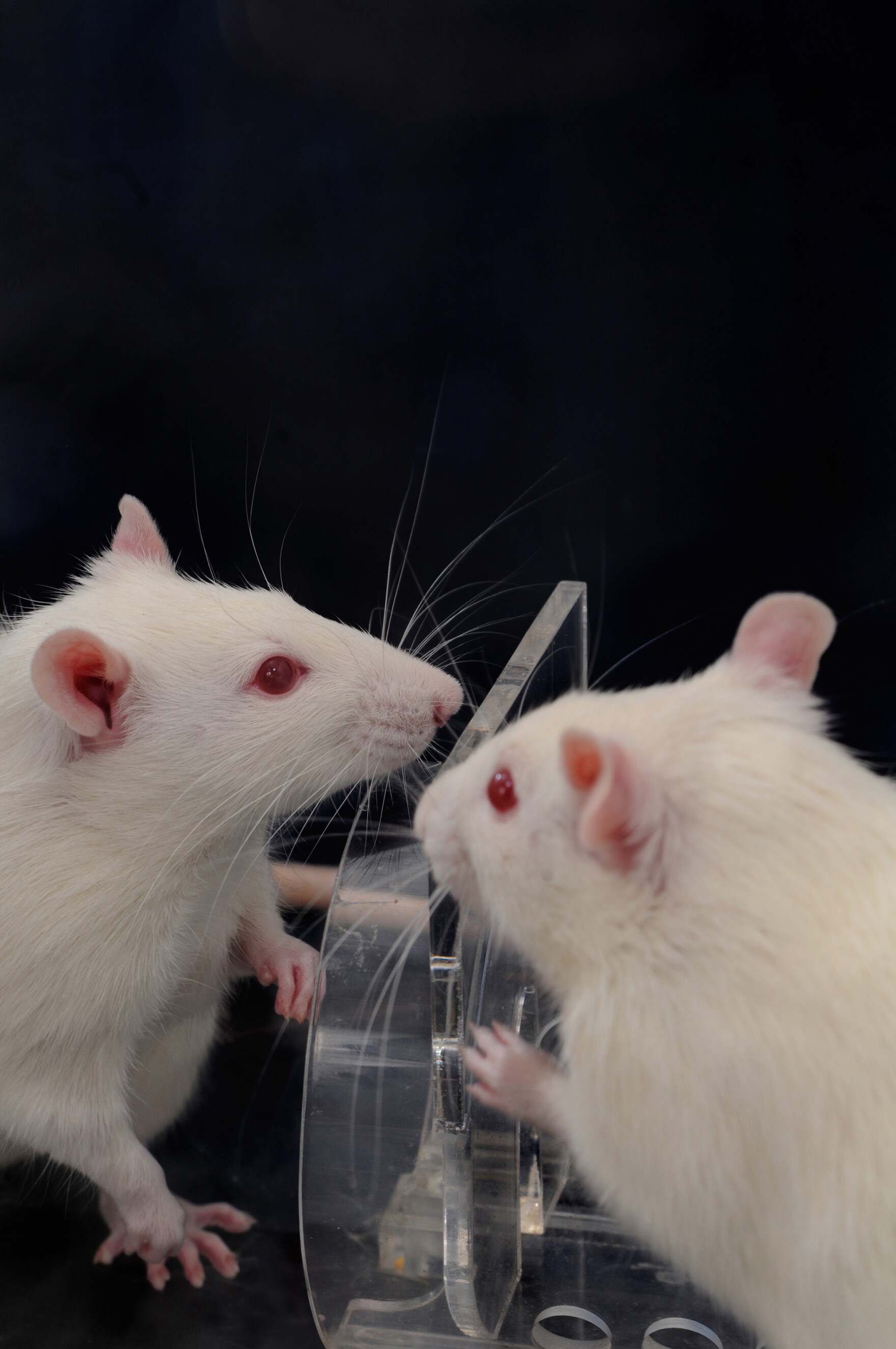These Are Rats To Come To The Rescue Or Not? Rats, Like People, Take Cues From ...
