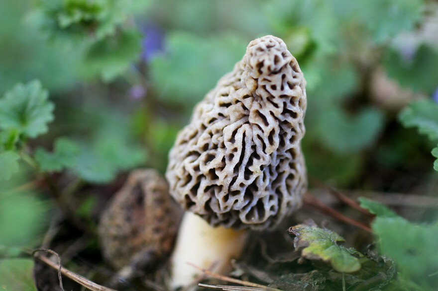 Morel mushrooms thrive in forests following a big burn.