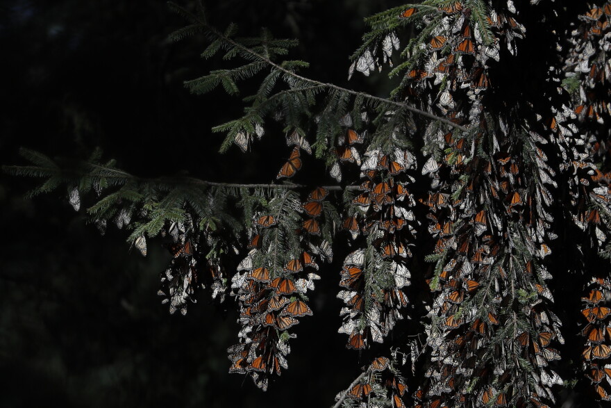 Monarch butterflies cling to branches in their winter nesting grounds in El Rosario Sanctuary, near Ocampo, Michoacan state, Mexico, Jan. 31, 2020.