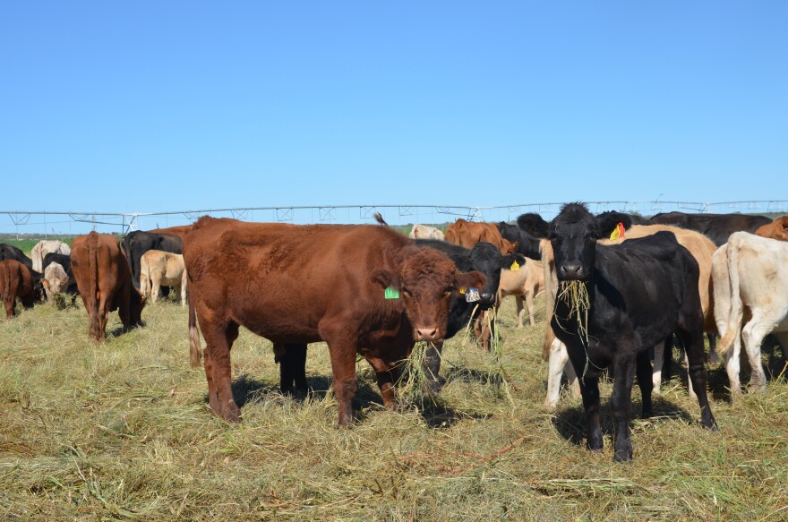 Cattle feed on the Fimbres family ranch in Sonora. They're stuck in the state, as the Mexico-U.S. border remains closed to livestock.