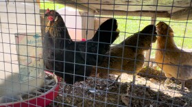 Starting on Aug. 28, Missouri HOAs will no longer be allowed under state law to prohibit homeowners from owning chickens in their backyard, even if their covenants and restrictions have banned it outright.
