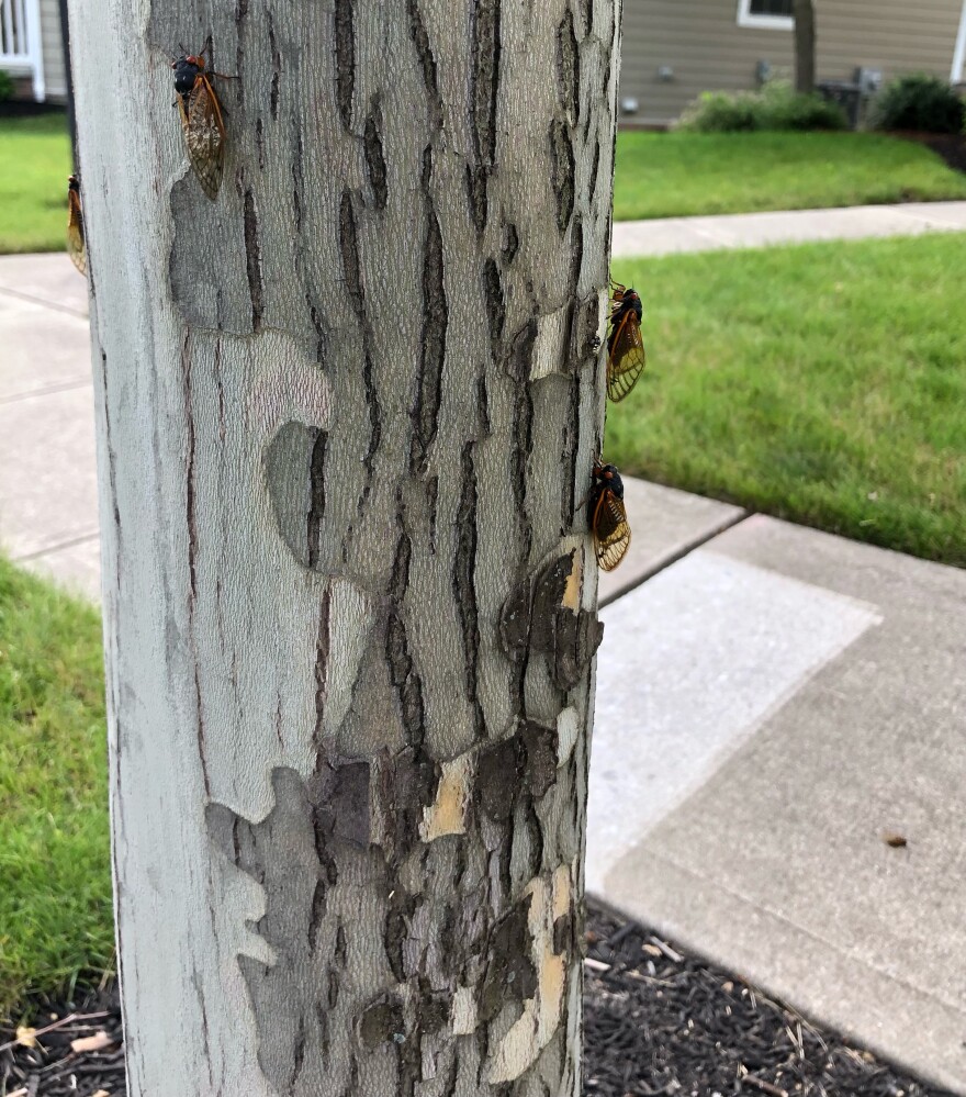 Delaware County tree with cicadas on it