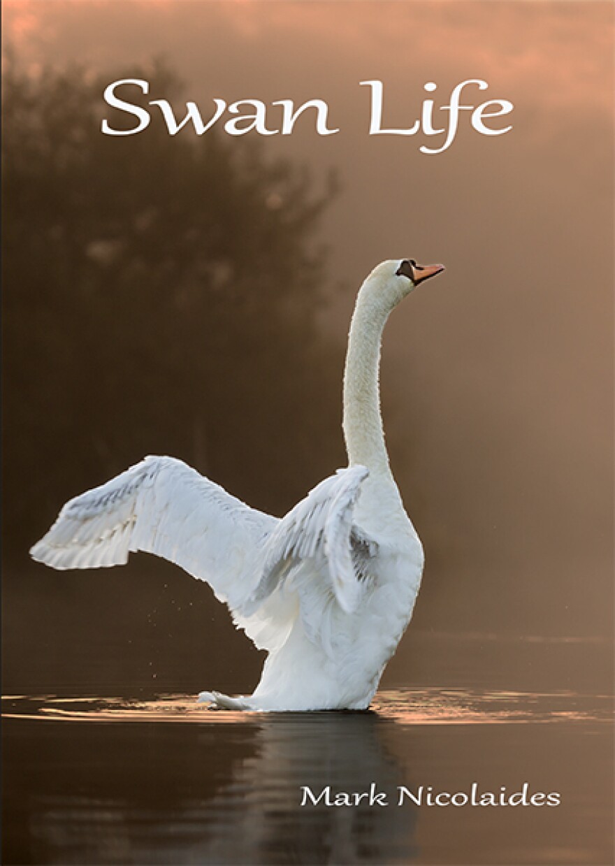 The cover of Mark Nicolaides book "Swan Life."