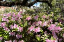 Photo of spring in full bloom in Tallahassee, Florida.