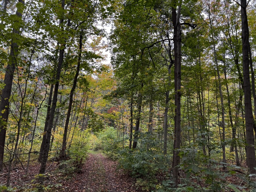 Views of trees and a beaten path in Whittlesey Beach Ridge Forest in Mentor.