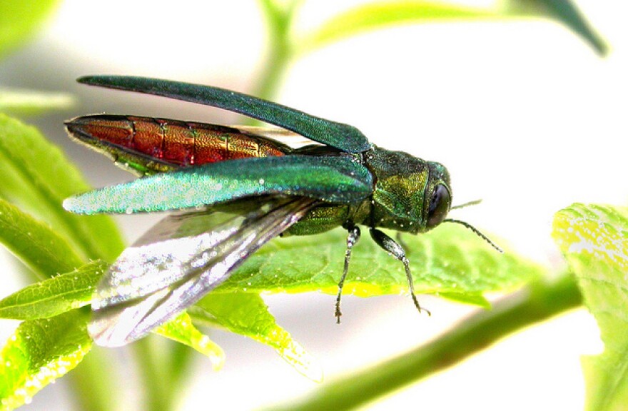 Adult flash feeding