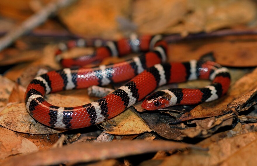 Scarlet king snakes are harmless, but look a lot like the deadly coral snake