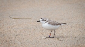 A small, round bird stands in the sand. She has two little plastic bands on one of her ankles. 