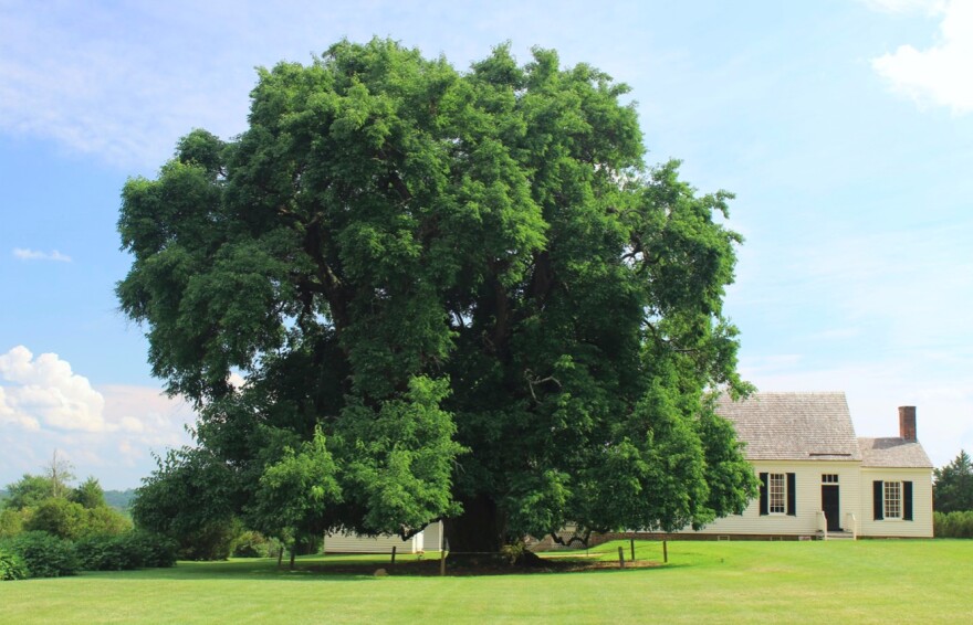 Located on the grounds of the Patrick Henry National Memorial, this national champion osage-orange tree is one of the most revered in the Virginia Big Tree Program register.