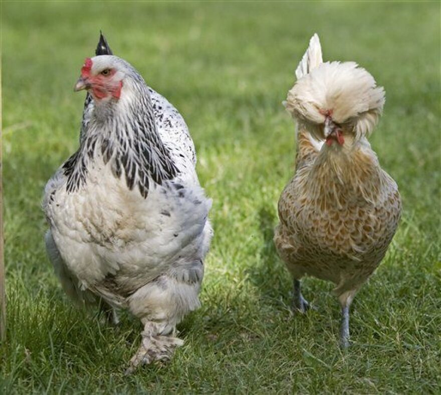 Pet chickens Big Rig, right, and Buffy walk in the backyard of Tessa Lowinske Desmond Monday, May 21, 2007, in Madison, Wis. (AP Photo/Morry Gash)