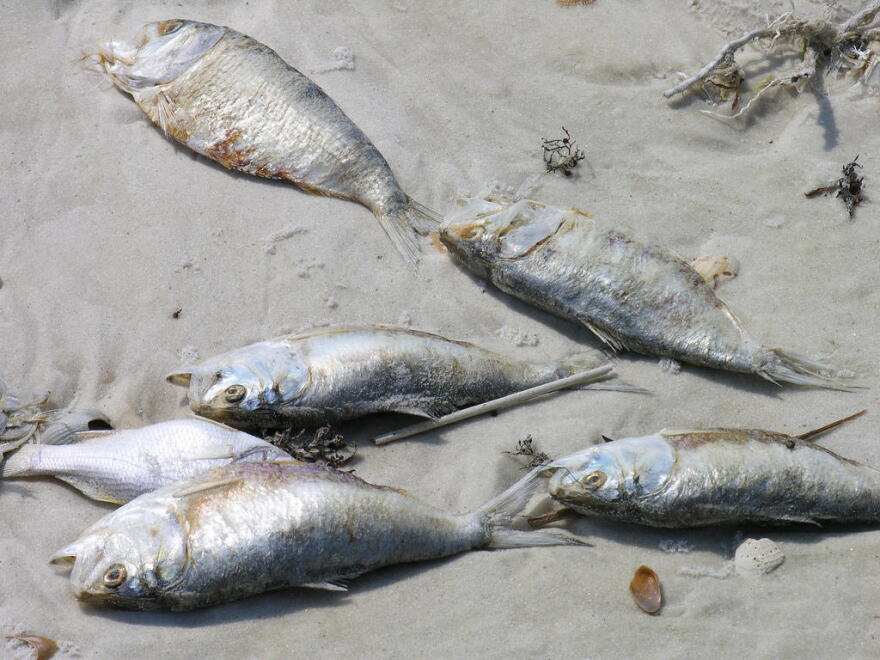 Fish kill on the shore of the Gulf of Mexico following a Red Tide bloom.