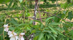 Cherry canker has prevented this sweet cherry tree from fruiting this year. The blossoms in the foreground are an attempt by the tree to reproduce after the spring blossoms were destroyed by the infection. 