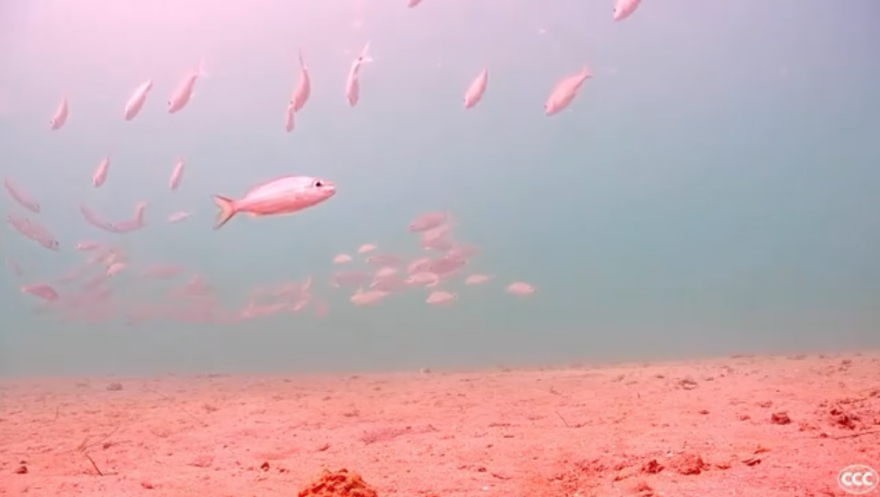 A school of silver tomate grunts, as seen one recent afternoon. 