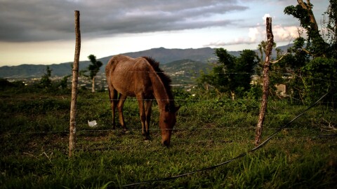 Un caballo pasta cerca de la carretera principal del sector Mariana, en Humacao, al este de Puerto Rico.