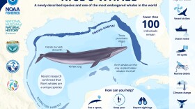 A status review has been initiated to determine if Rice’s whales are accurately listed or part of a broader species, which could result in them being delisted or downlisted to a threatened species.