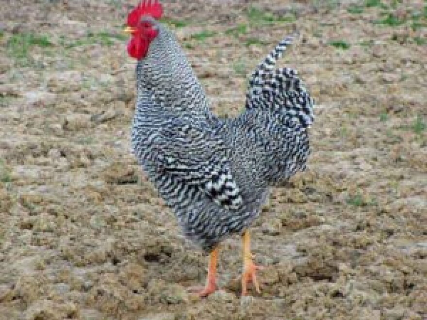 Ziggy the Rooster