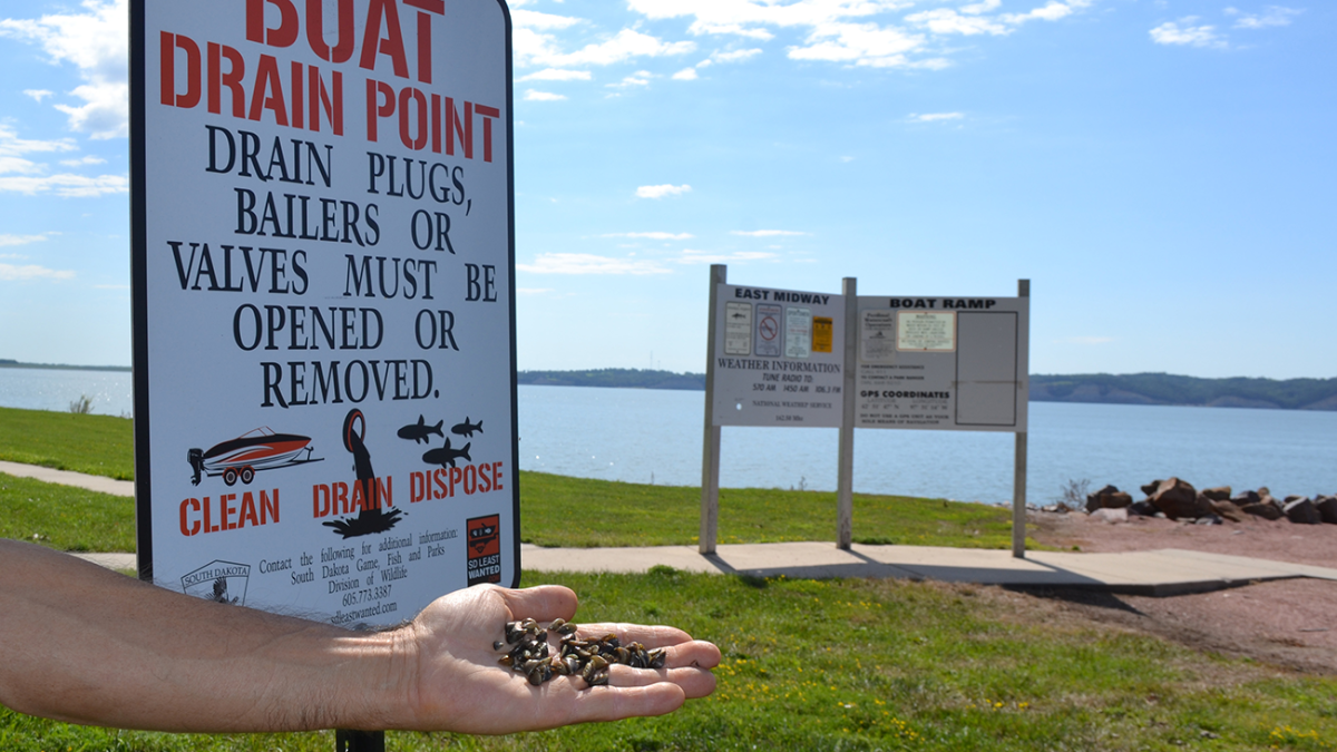 SD conservation group finances economic impact study on zebra mussels - Vimarsana News
