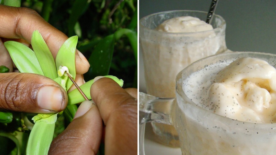 At left, vanilla has no natural pollinators in Madagascar so it is pollinated by hand. At right, vanilla milkshakes.