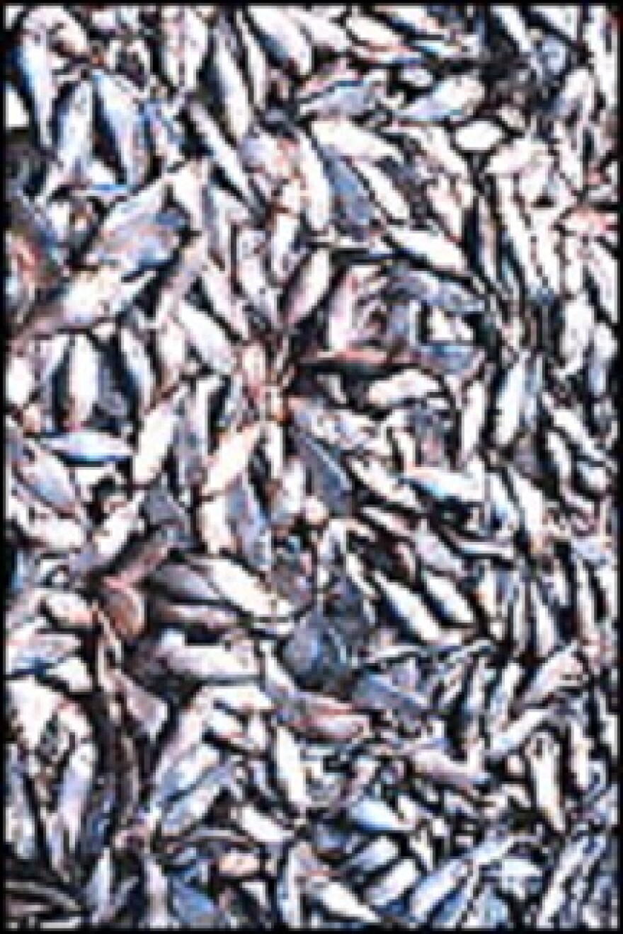 Menhaden
