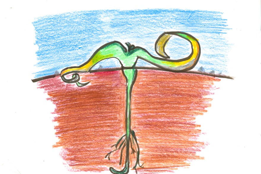 The Welwitschia has a deep taproot that looks for water in the sand below.