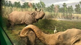 A diorama at the natural history museum in Milan.