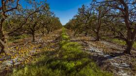 Citrus trees on the ranch managed by Cliff Coddington which was damaged by Hurricane Ian.