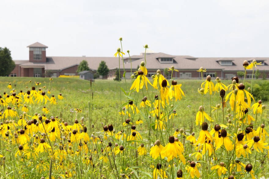 A field of wildflowers blooms in front of a school building. 