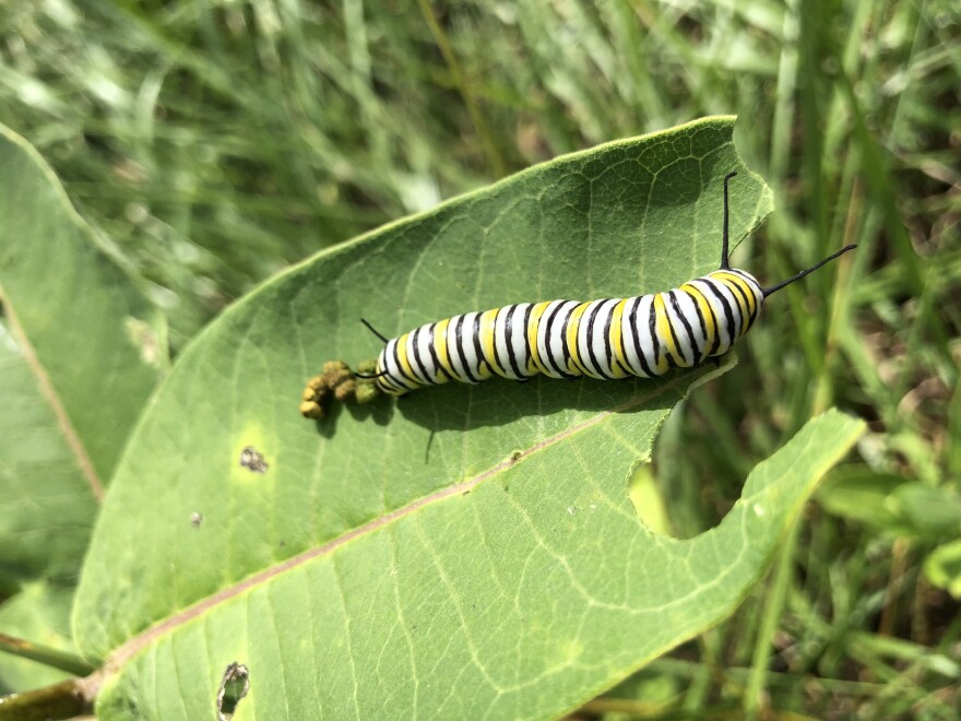 Monarch Caterpillar