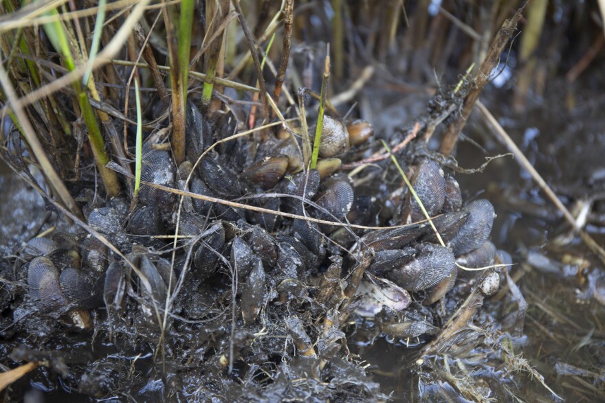  Mussels and crabs are pulled up with the grasses.