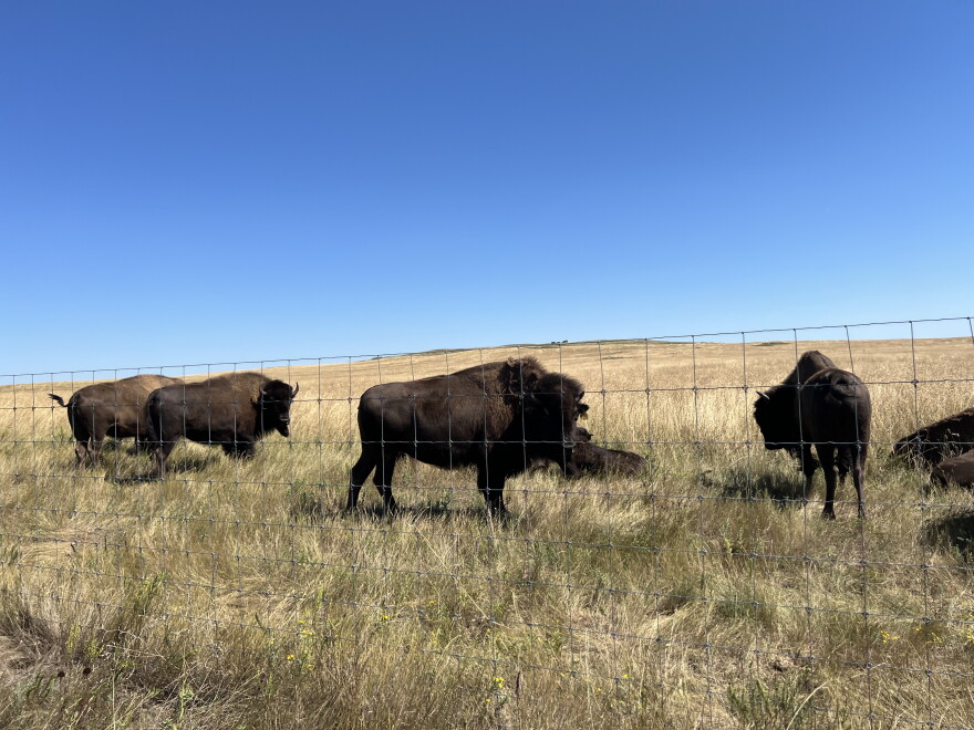 Buffalo on WOZU's Standing Rock campus. Some of them were transplanted from national parks, and have struggled to adjust. David Archambault II said that the rest of the herd, remarkably, have helped them feel more at home.