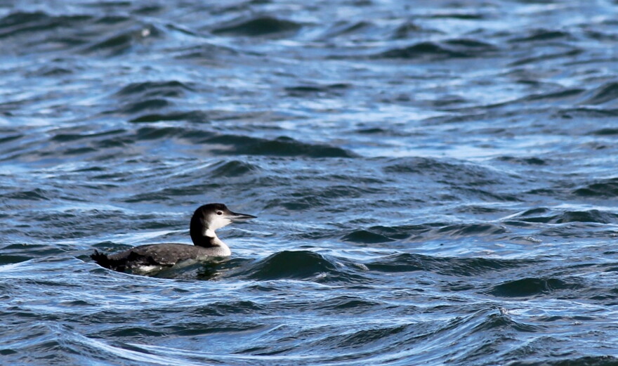 Common Loon with winter plumage — Norwalk, Conn.