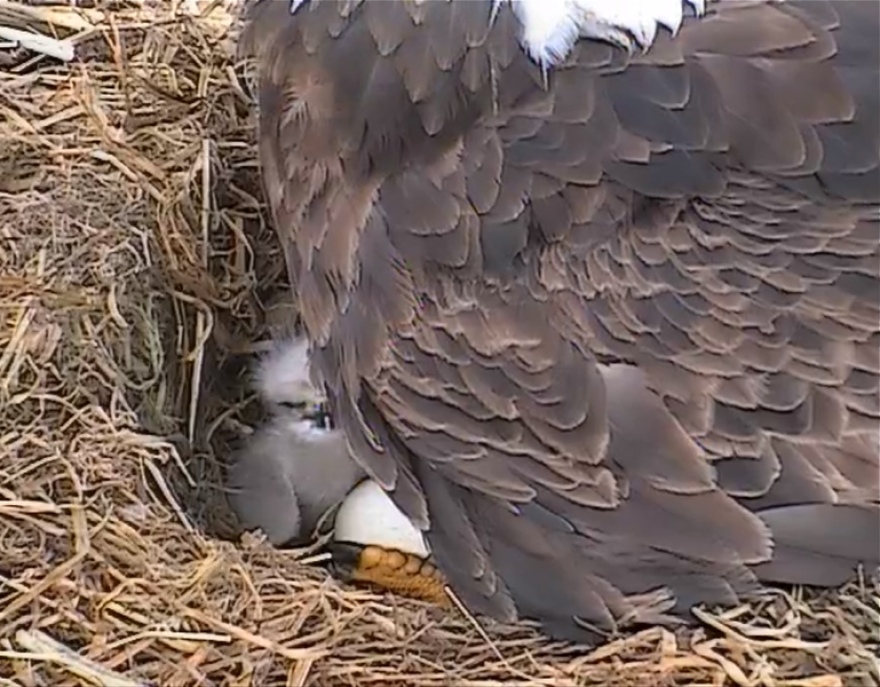 Decorah_Eagles_first_hatch_of_2014_(D18).png