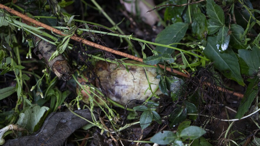 Pawpaw-On Ground-Koscho.jpg