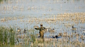 A waterfowl hunter sets Canada goose decoys at Pointe Mouillee State Game Area in Monroe County.