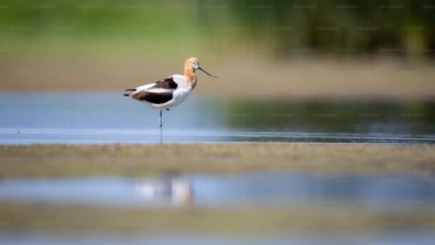 American Avocet wades through shallow water