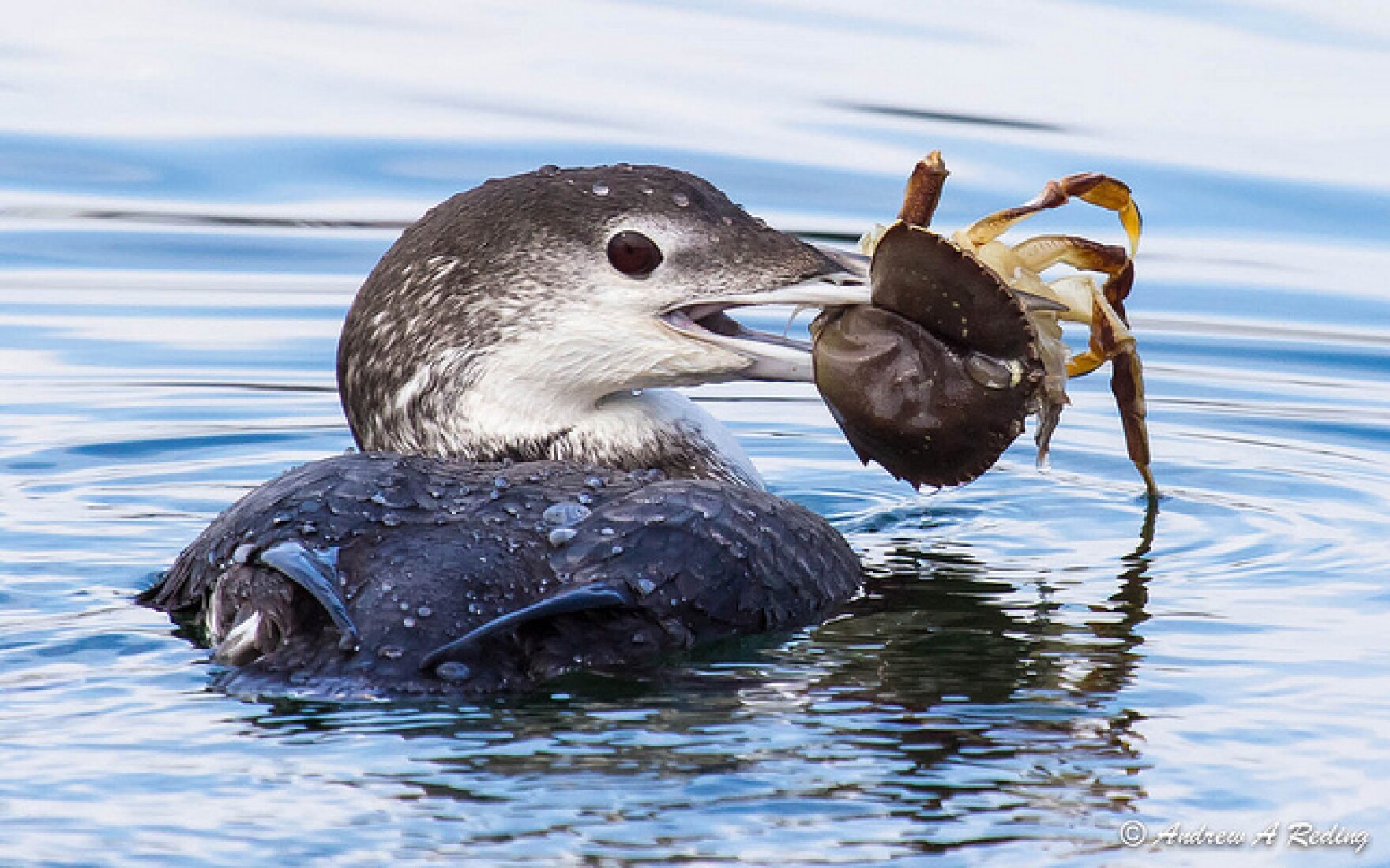 Find Loons, and You'll Likely Find These Other FishEating Birds CAI