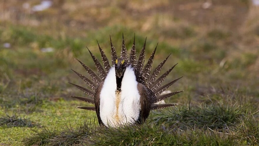  A greater sage-grouse fans out his tail.