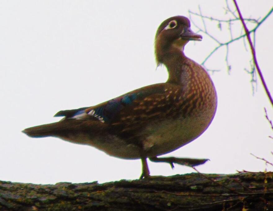 Wood Duck (female) - Mikayla Lynn Briggs Submitted this Image from Uncertain Texas.