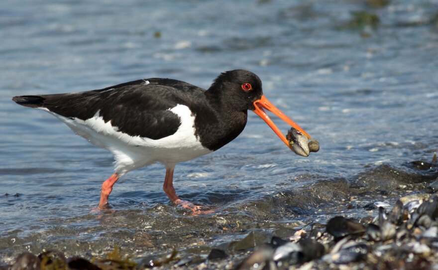 An Oystercatcher bird holds an oyster in its beak on the shoreline of the water.